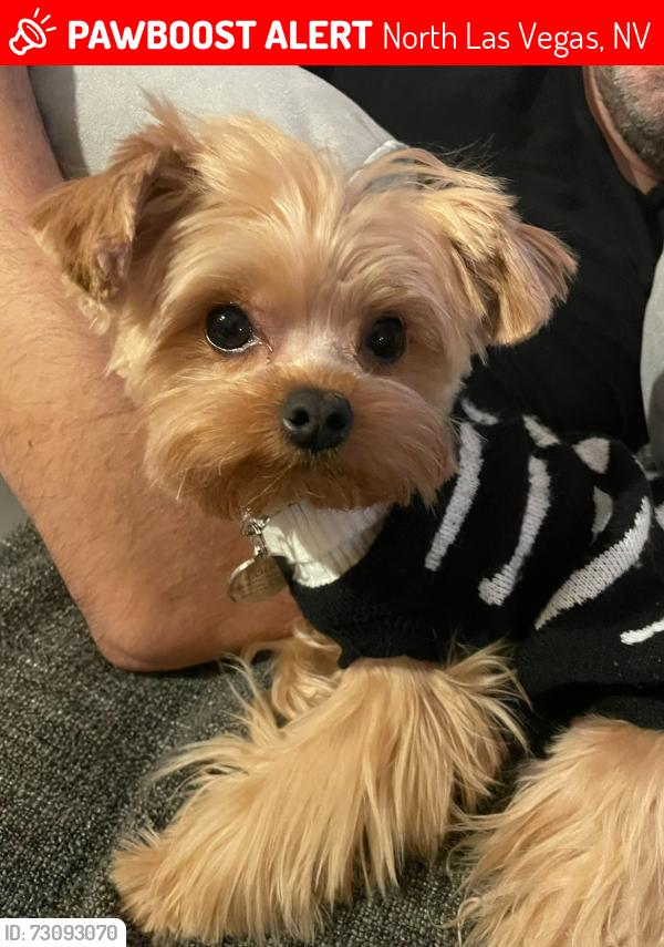 Lost Male Dog last seen Near passage View Ave, North Las Vegas, NV 89032