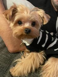 Lost Male Dog last seen Near passage View Ave, North Las Vegas, NV 89032