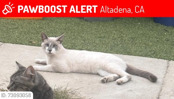 Lost Male Cat last seen mountain view cemetery, Altadena, CA 91001