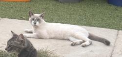 Lost Male Cat last seen mountain view cemetery, Altadena, CA 91001