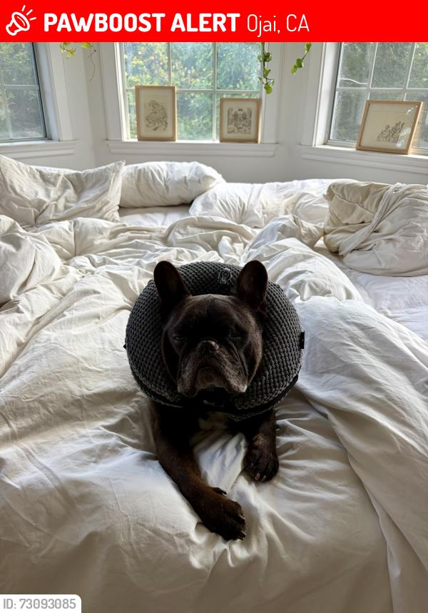 Lost Male Dog last seen Ventura blvd, Ojai, CA 93023