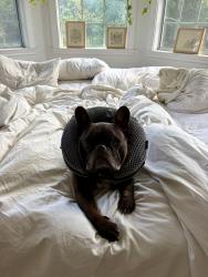 Lost Male Dog last seen Ventura blvd, Ojai, CA 93023