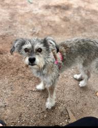 Reunited Female Dog last seen Near E Camino de la Colina, Tucson, AZ 85711, USA, Tucson, AZ 85711