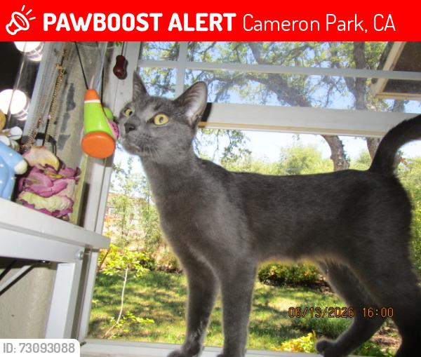 Lost Male Cat last seen Cambridge rd, Cameron Park, CA 95682
