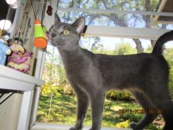 Lost Male Cat last seen Cambridge rd, Cameron Park, CA 95682