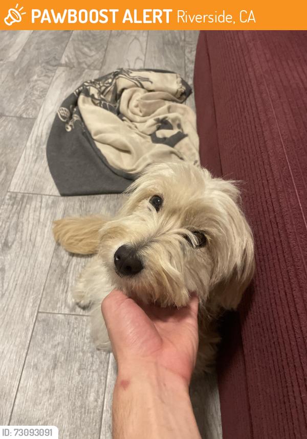 Found/Stray Female Dog last seen Farm hse Collective, Riverside, CA 92501