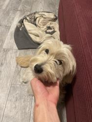 Found/Stray Female Dog last seen Farm hse Collective, Riverside, CA 92501
