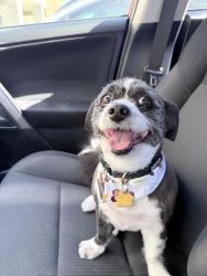 Reunited Female Dog last seen Jewett ave, Pittsburg, CA 94565