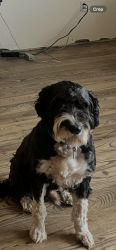 Lost Male Dog last seen Hwy 141, Hartsville, TN 37074