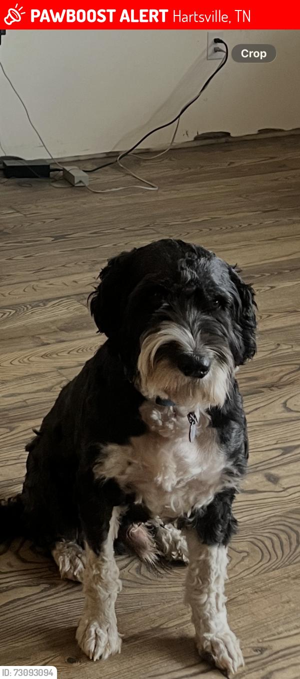 Lost Male Dog last seen Hwy 141, Hartsville, TN 37074