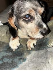 Reunited Female Dog last seen Dakota Ave and branch, Flint, MI 48506