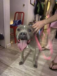 Reunited Female Dog last seen Stella and Mormon dr, Tucson, AZ 85730