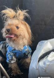 Reunited Male Dog last seen LA, Los Ángeles, CA 90012
