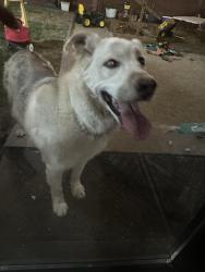 Found/Stray Unknown Dog last seen Bonita mesa rd, Bonita, CA 91902