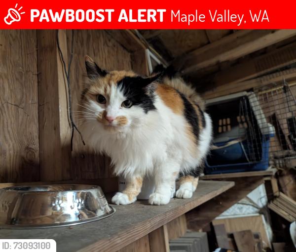 Lost Female Cat last seen 216th and Maxwell, Maple Valley, WA 98038