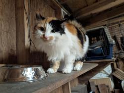 Lost Female Cat last seen 216th and Maxwell, Maple Valley, WA 98038
