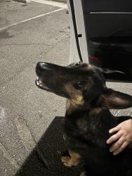 Found/Stray Male Dog last seen Hunter Park, Riverside, CA 92507