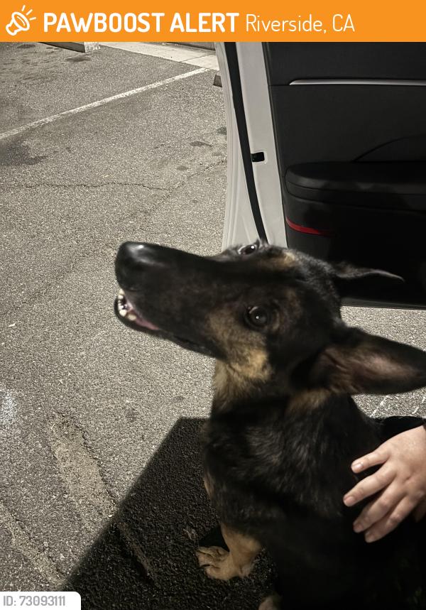 Found/Stray Male Dog last seen Hunter Park, Riverside, CA 92507