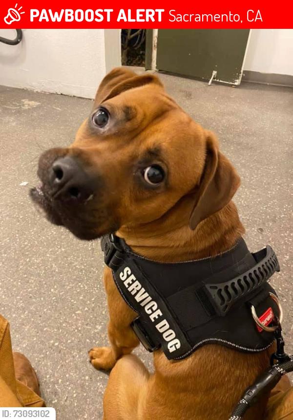 Lost Male Dog last seen North ave and Buckley way, Sacramento, CA 95838