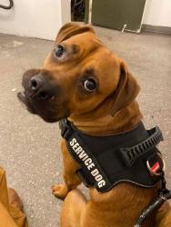 Lost Male Dog last seen North ave and Buckley way, Sacramento, CA 95838