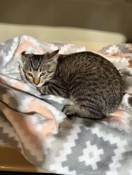 Found/Stray Unknown Cat last seen Magnolia Ave and Castle Reign, Riverside, CA 92506