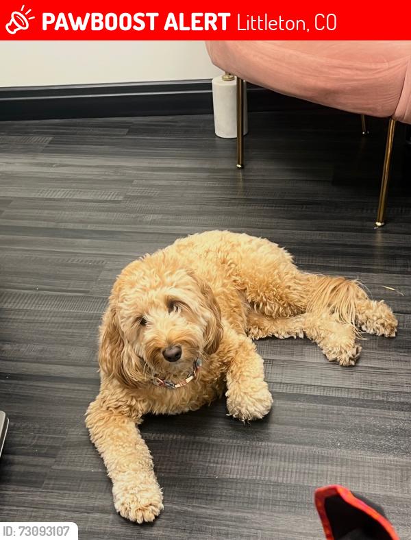 Lost Female Dog last seen Near S Balsam St Littleton CO, Littleton, CO 80128