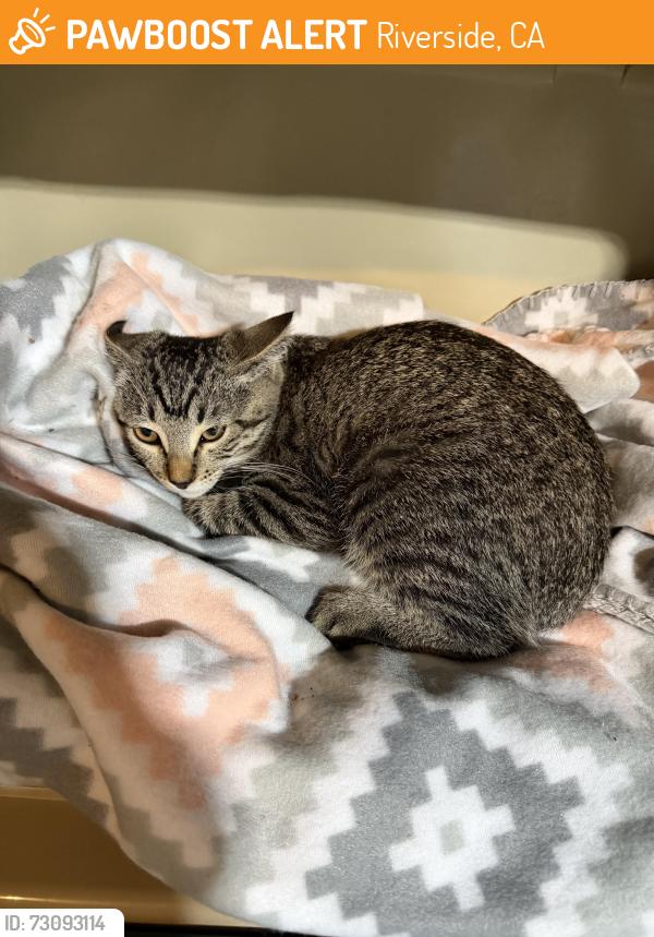 Found/Stray Unknown Cat last seen Magnolia Ave and Castle Reign, Riverside, CA 92506