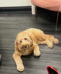 Lost Female Dog last seen Near S Balsam St Littleton CO, Littleton, CO 80128