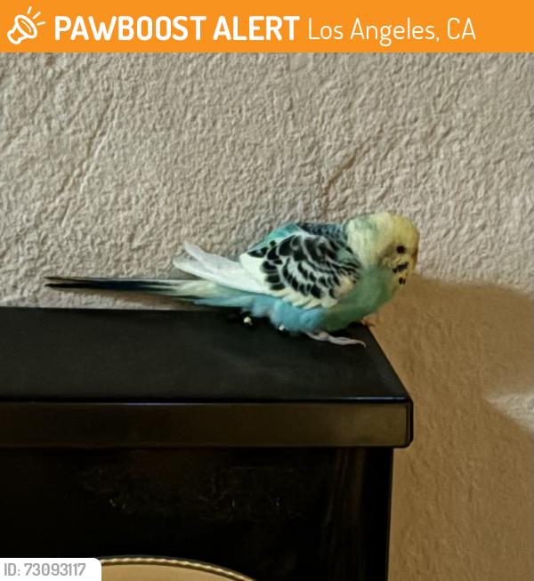 Found/Stray Unknown Bird last seen Glenalbyn, Los Angeles, CA 90065