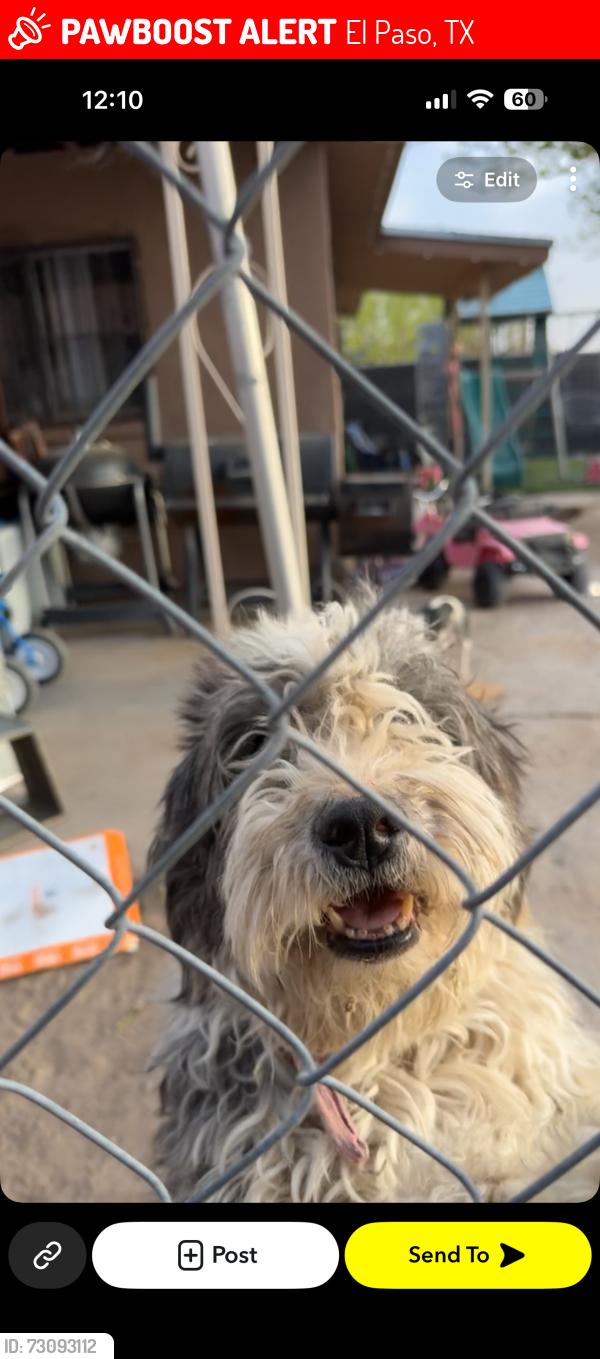 Lost Female Dog last seen The park behind the zoo, El Paso, TX 79905