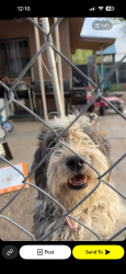 Lost Female Dog last seen The park behind the zoo, El Paso, TX 79905