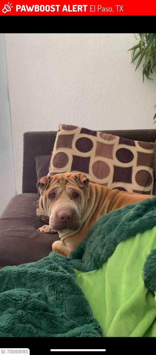 Lost Female Dog last seen Redd rd, El Paso, TX 79932