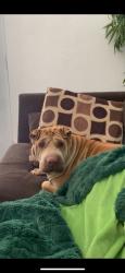 Lost Female Dog last seen Redd rd, El Paso, TX 79932