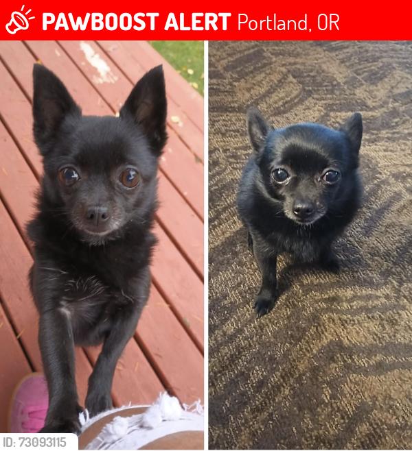 Lost Female Dog last seen Glisan and Burnside, Portland, OR 97230