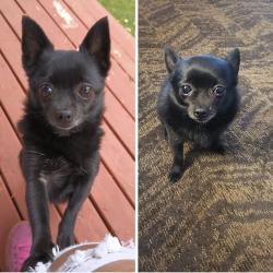 Lost Female Dog last seen Glisan and Burnside, Portland, OR 97230