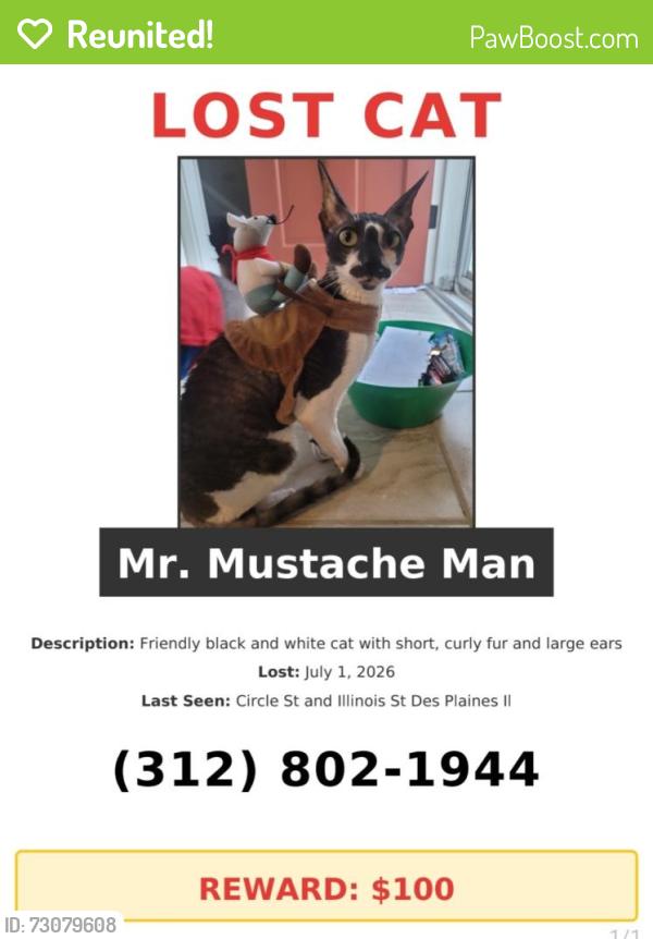 Reunited Male Cat last seen Circle st and Illinois st, Des Plaines, IL 60018