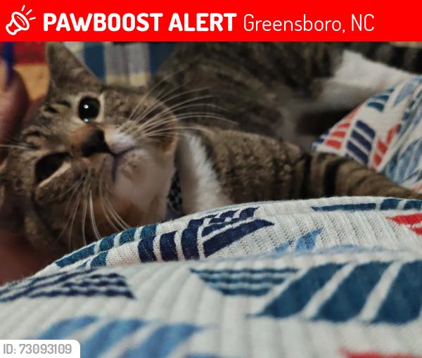 Lost Male Cat last seen Farmington drive near roses, Greensboro, NC 27407