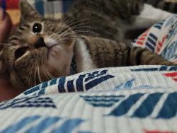 Lost Male Cat last seen Farmington drive near roses, Greensboro, NC 27407