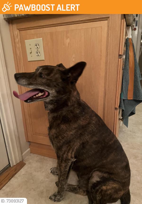 Found/Stray Male Dog last seen Pinecone, La Crescenta-Montrose, CA 91214