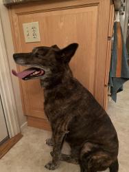 Found/Stray Male Dog last seen Pinecone, La Crescenta-Montrose, CA 91214