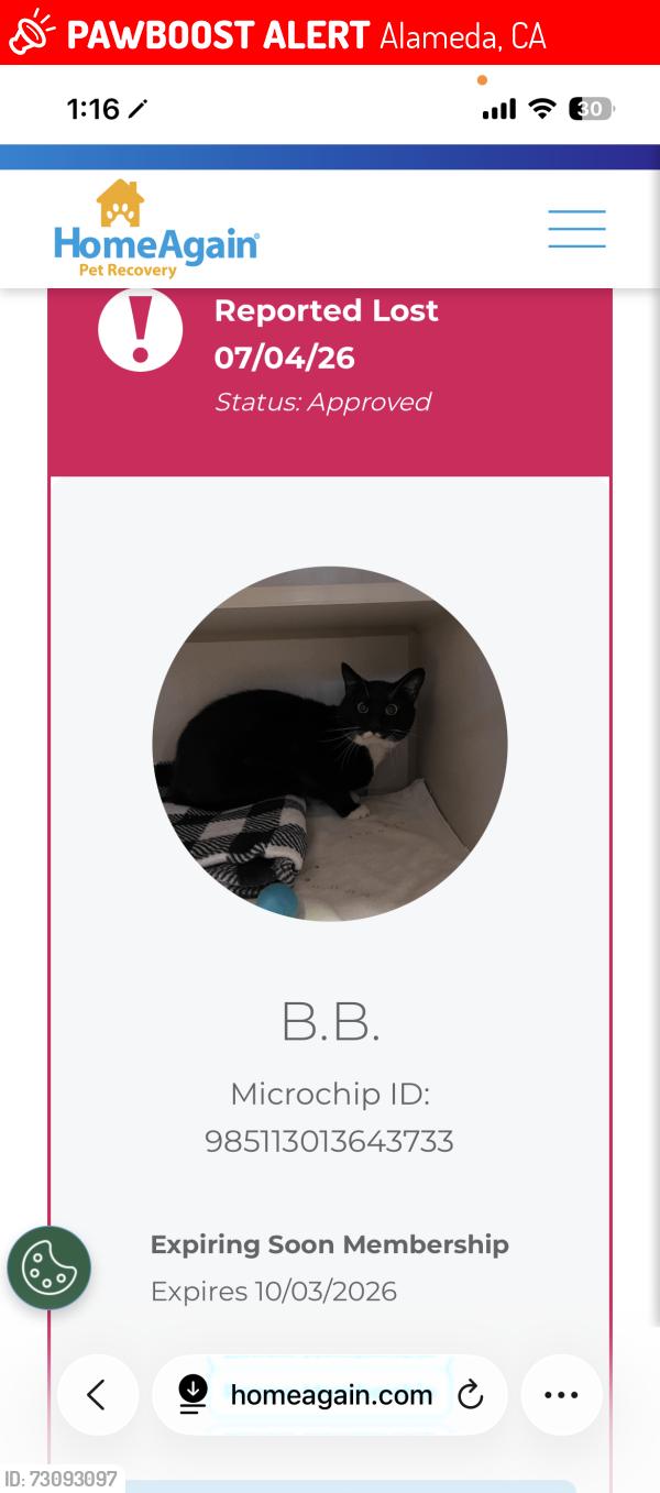 Lost Male Cat last seen Rainbow cort, Alameda, CA 94501