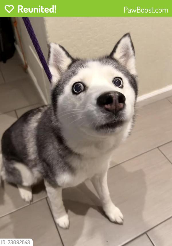 Reunited Female Dog last seen Pomeroy Ave x Benton Street (Pomeroy West Complex), Santa Clara, CA 95051