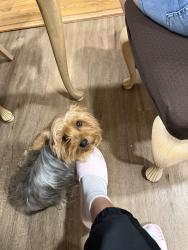 Lost Female Dog last seen Timberline drive, Fort Worth, TX 76119