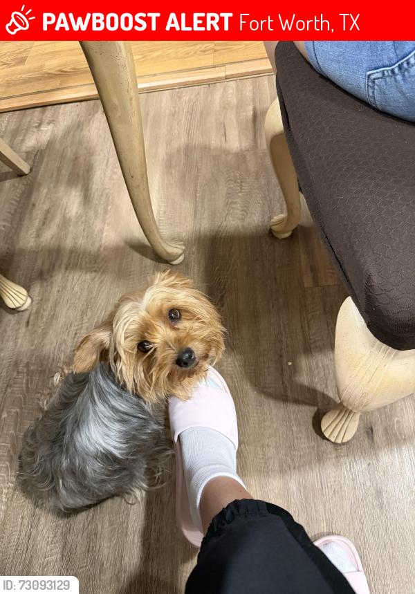Lost Female Dog last seen Timberline drive, Fort Worth, TX 76119