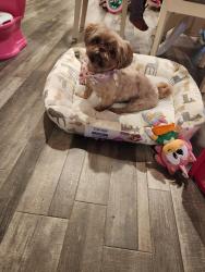 Reunited Female Dog last seen Clark Street, Lexington, NC 27295