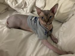Reunited Male Cat last seen Roscoe and canoga, Los Angeles, CA 91304