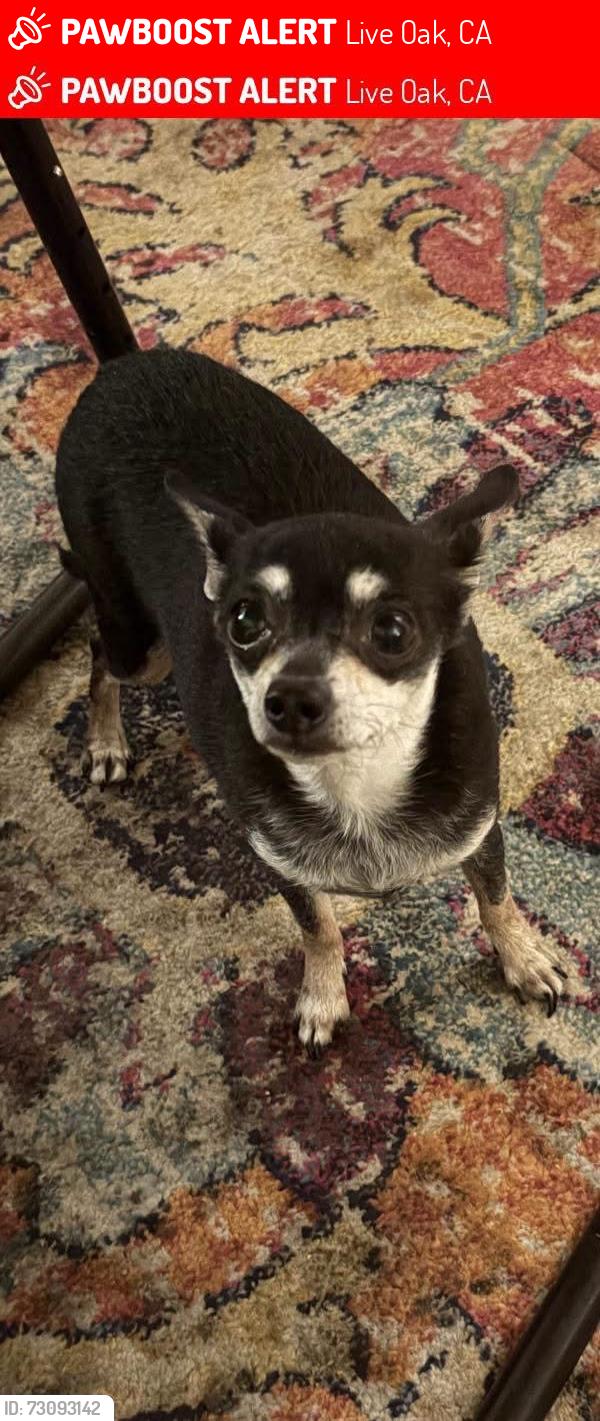 Lost Female Dog last seen Pennington, Live Oak, CA 95953