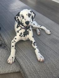 Reunited Female Dog last seen Boom boom drive , Wesley Chapel, FL 33544