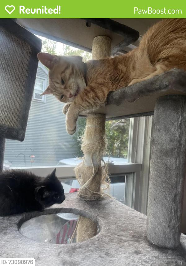 Reunited Male Cat last seen Near Weaver Drive, Cary, IL 60013