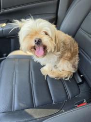 Found/Stray Female Dog last seen Melrose/rockwell, Oklahoma City, OK 73127